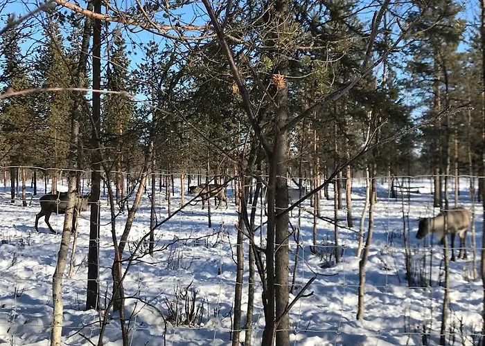 Tievaharju * Kittilä